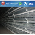 a Type Battery Broiler Chicken Cage